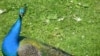 Image result for "Маргарыта Пушкевіч"