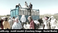 Cotton Campaign 2010 yildan beri O‘zbekistonda majburiy mehnatga barham berilishini talab qilib kelgan.