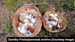 Грыбы, назьбіраныя Дзьмітрыем