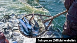 В Азовському морі рибу ловлять і українські і російські рибалки. Як вирішувати спірні питання з країною, яка окупувала Крим?