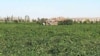 به گفته پاره ای از کارشناسان، مشکلات ناشی از افزايش واردات شکر به کشاورزان نيشکر محدود نمی شود و کشاورزان چغندرکار نيز با همين مشکل دست به گريبانند.