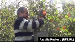 Житель села Сейфели Бахрам Аббасалиев