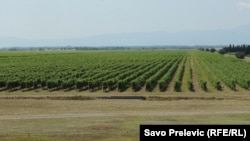 Jedan od vinograda Plantaža