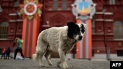 Центр Москви підготували до святкування 9 травня