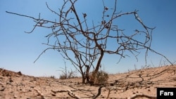 رفسنجان